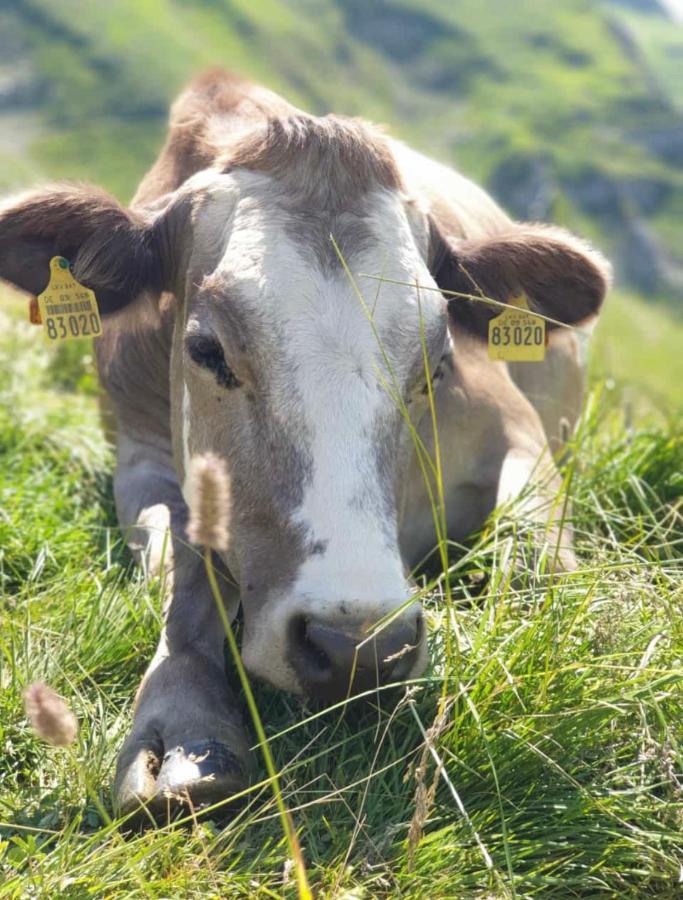 Ferienwohnungen Britta Heim Oberstaufen Luaran gambar